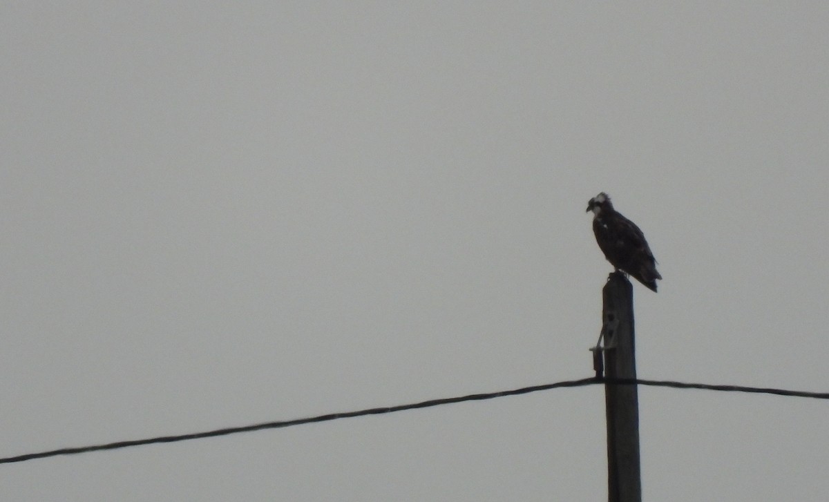 Osprey - ML643241424