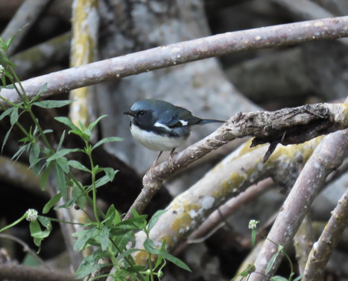 Black-throated Blue Warbler - ML643241425