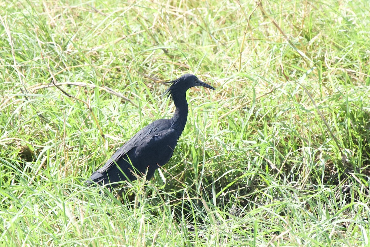 Black Heron - ML643241426