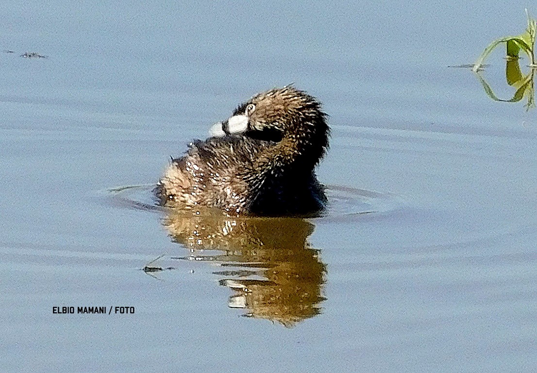 Pied-billed Grebe - ML643241432