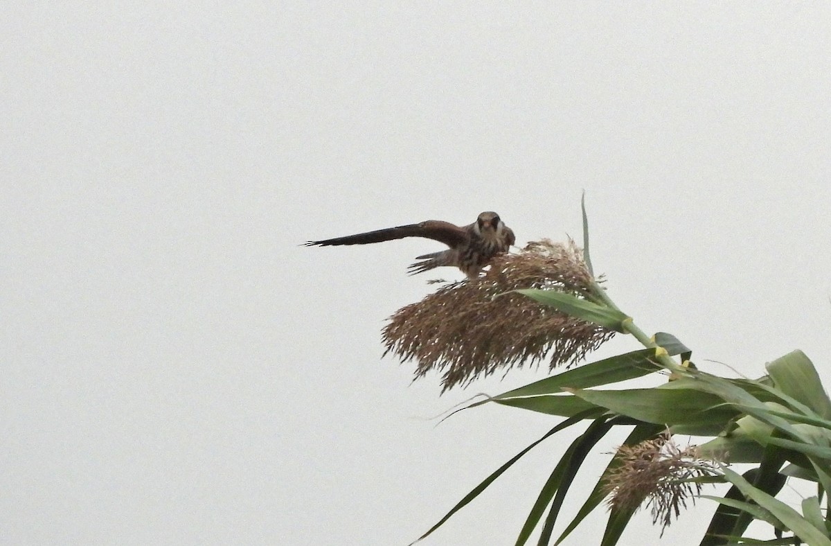 Red-footed Falcon - ML643241445