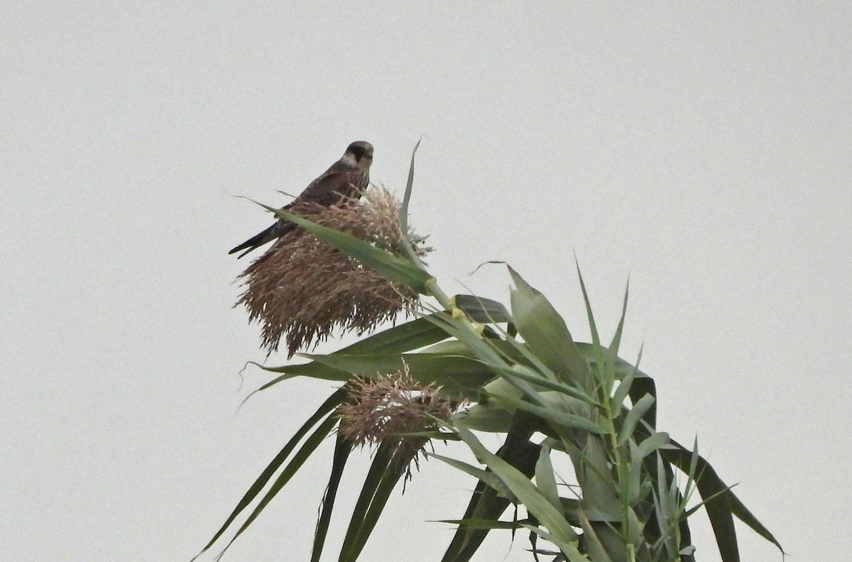 Red-footed Falcon - ML643241446