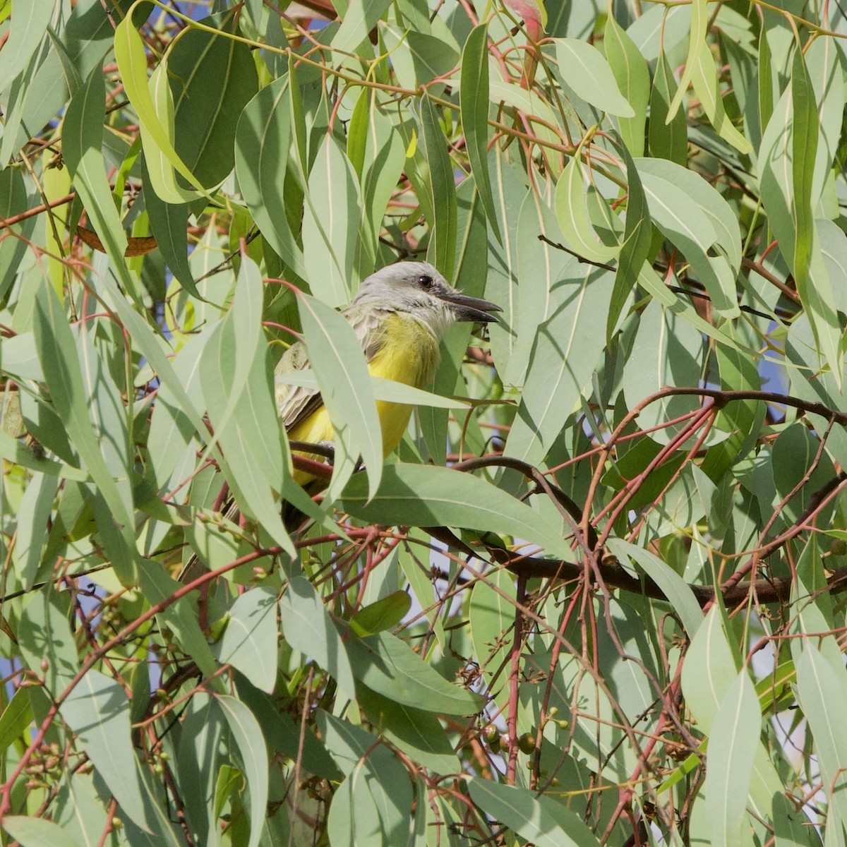 Tropical Kingbird - ML643241447