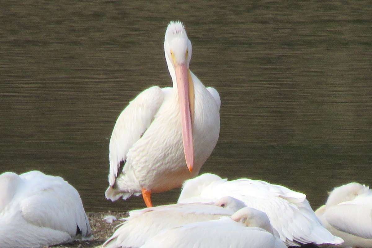 American White Pelican - ML643241464