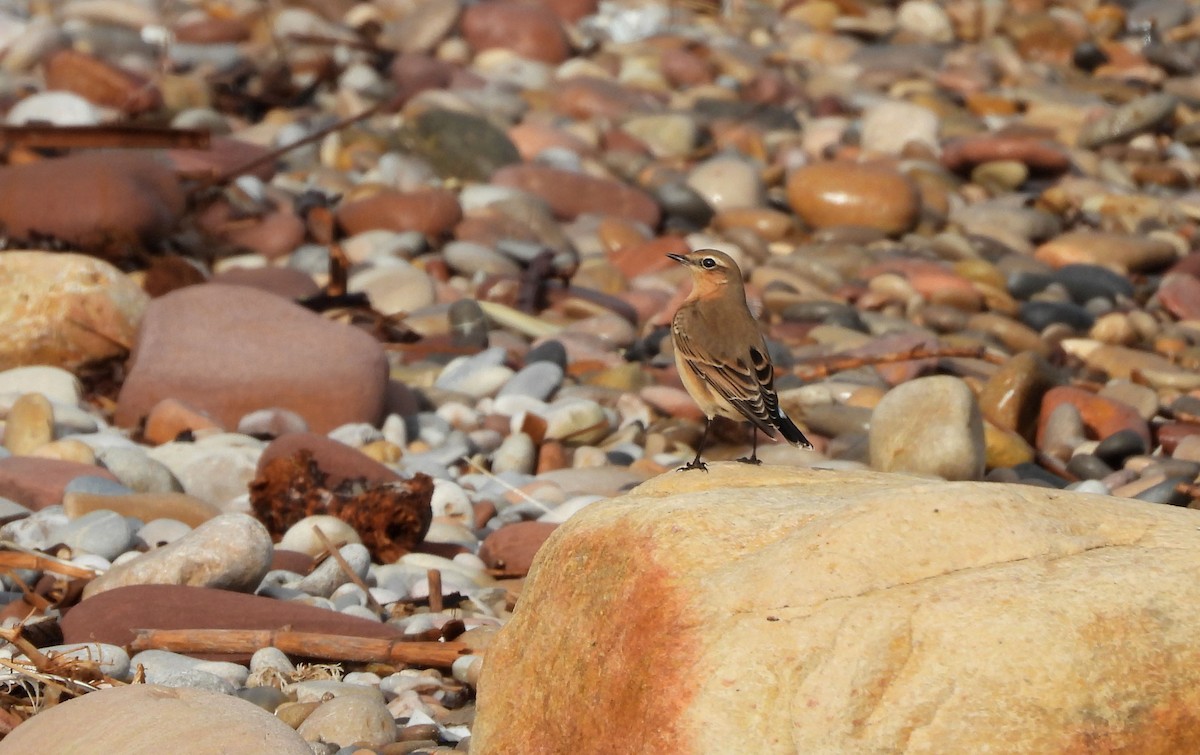 Northern Wheatear - ML643241478