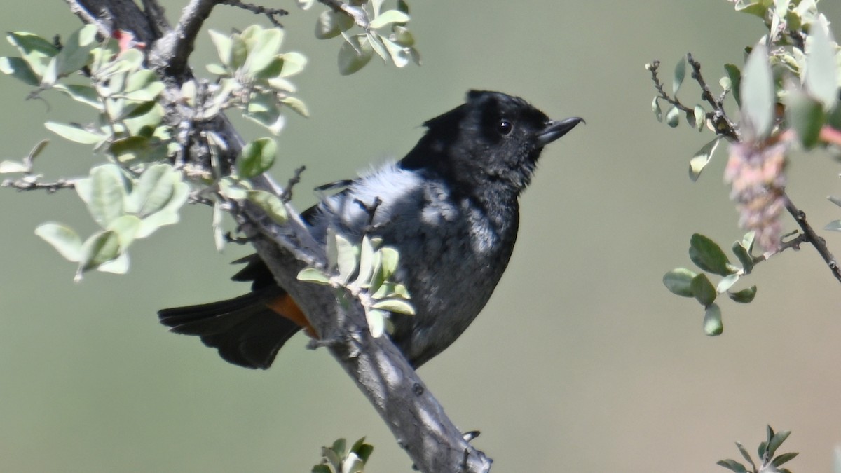 Gray-bellied Flowerpiercer - ML643241484