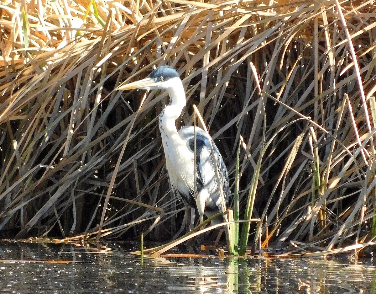 Cocoi Heron - ML643241485