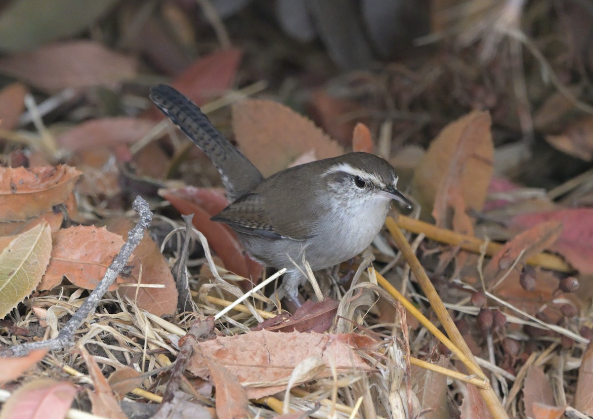 Bewick's Wren - Ian Thomson