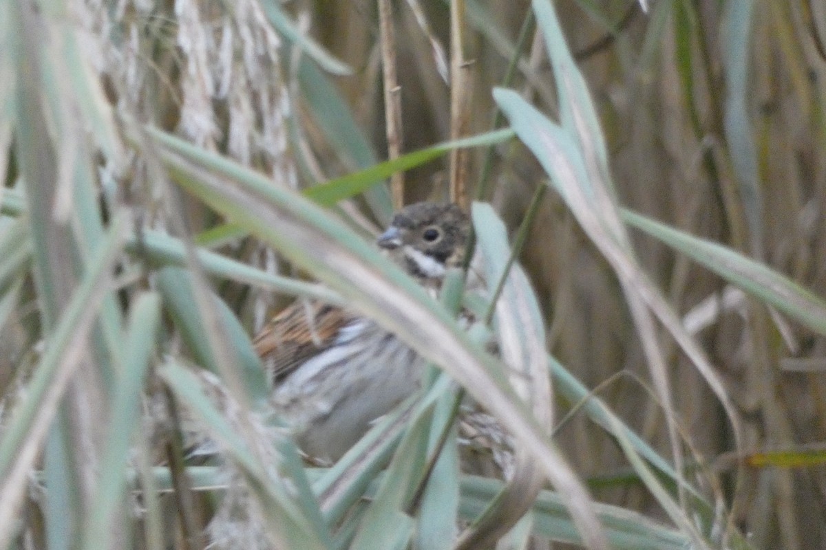 Reed Bunting - ML643241558