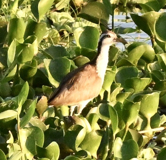 Wattled Jacana - ML643241560