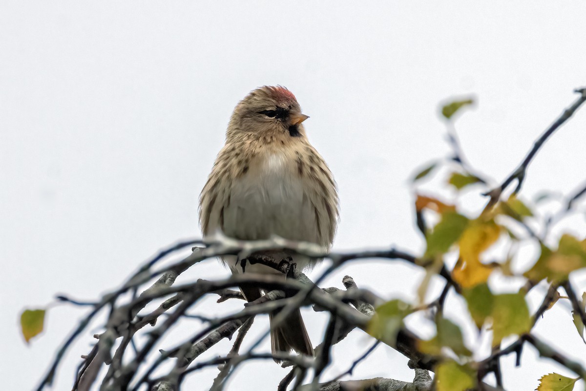 Redpoll (Lesser) - ML643241585