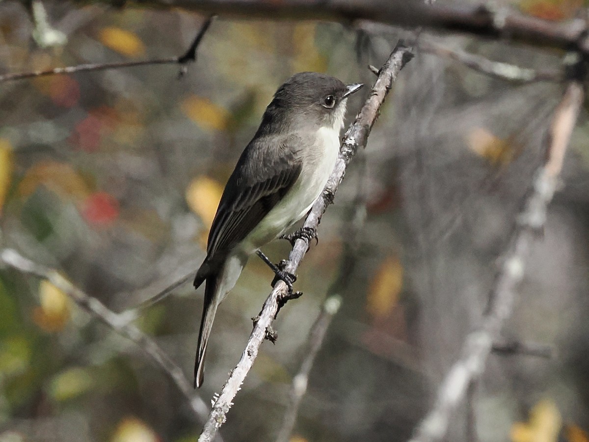 Eastern Phoebe - ML643241593