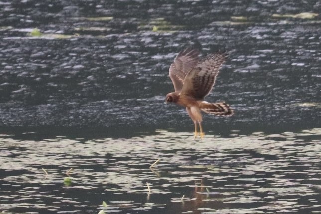 Northern Harrier - ML643241620