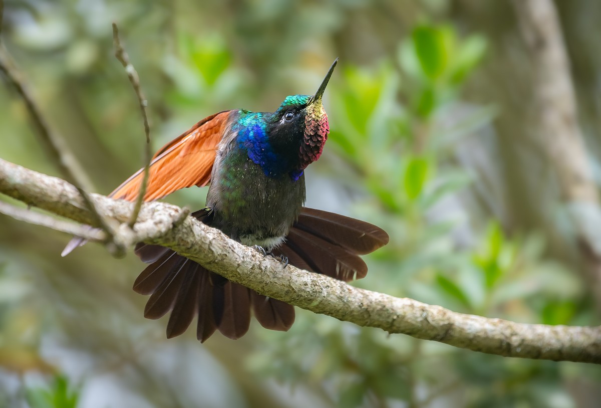 Garnet-throated Hummingbird - ML643241640