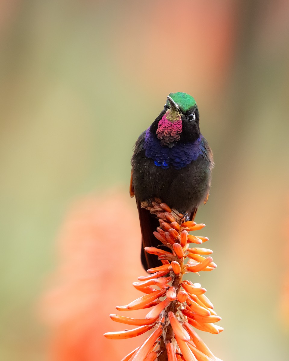 Garnet-throated Hummingbird - ML643241641