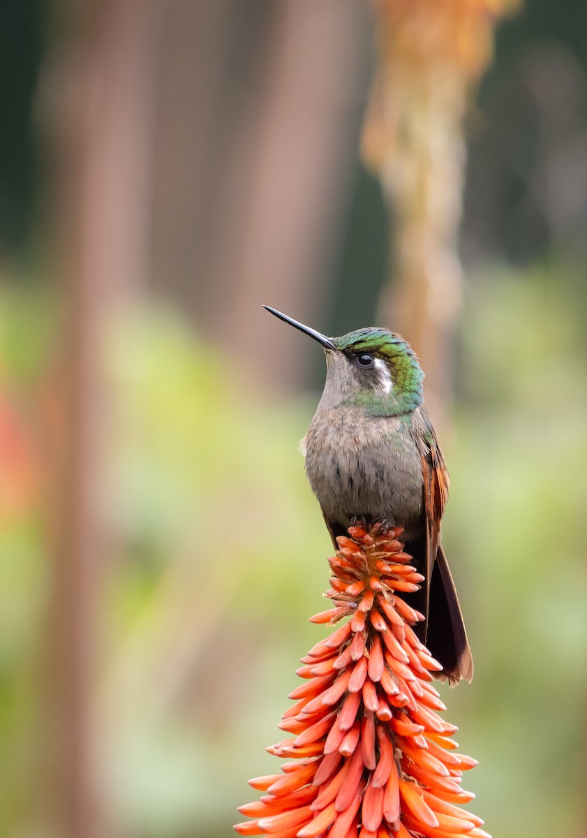 Garnet-throated Hummingbird - ML643241642