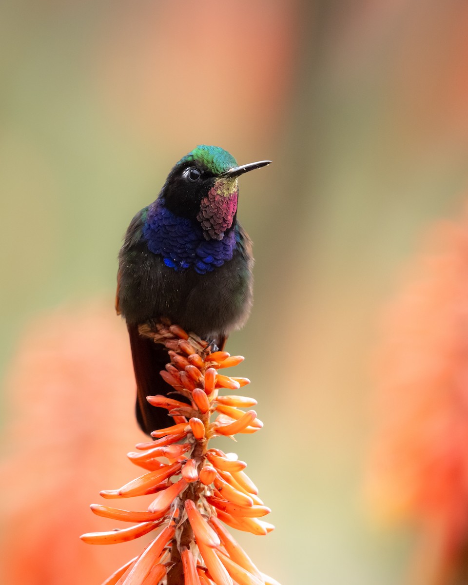 Garnet-throated Hummingbird - ML643241643