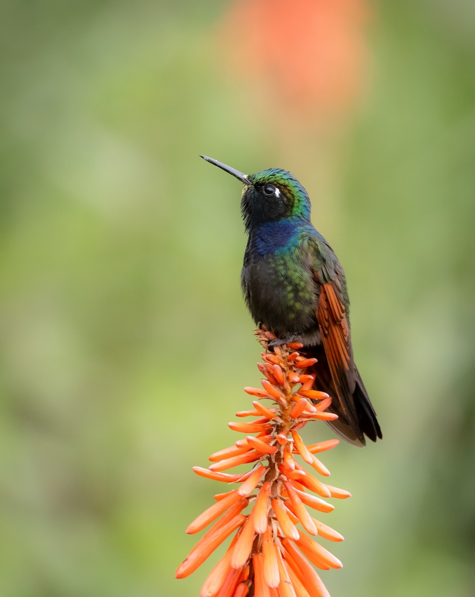 Garnet-throated Hummingbird - ML643241644