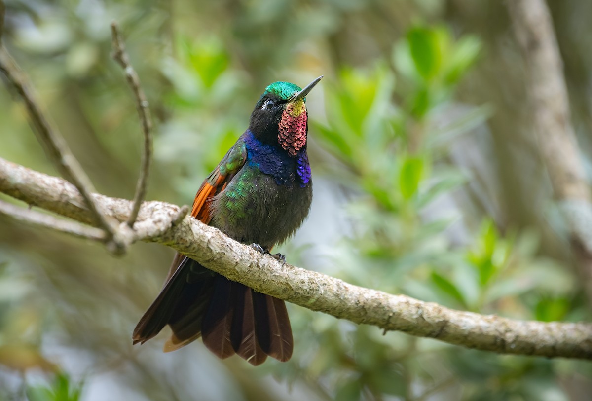 Garnet-throated Hummingbird - ML643241645