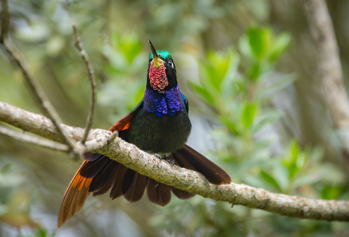 Garnet-throated Hummingbird - ML643241646