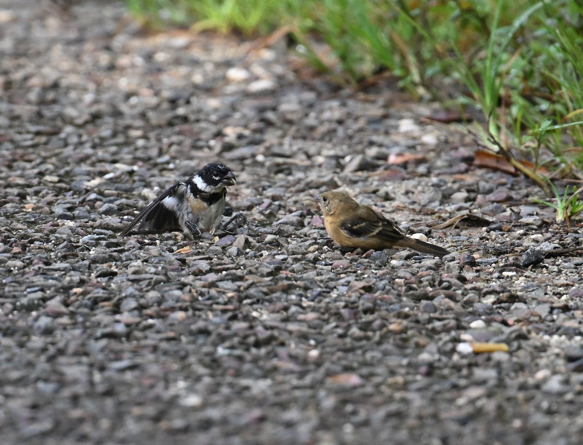 Morelet's Seedeater - ML643241722