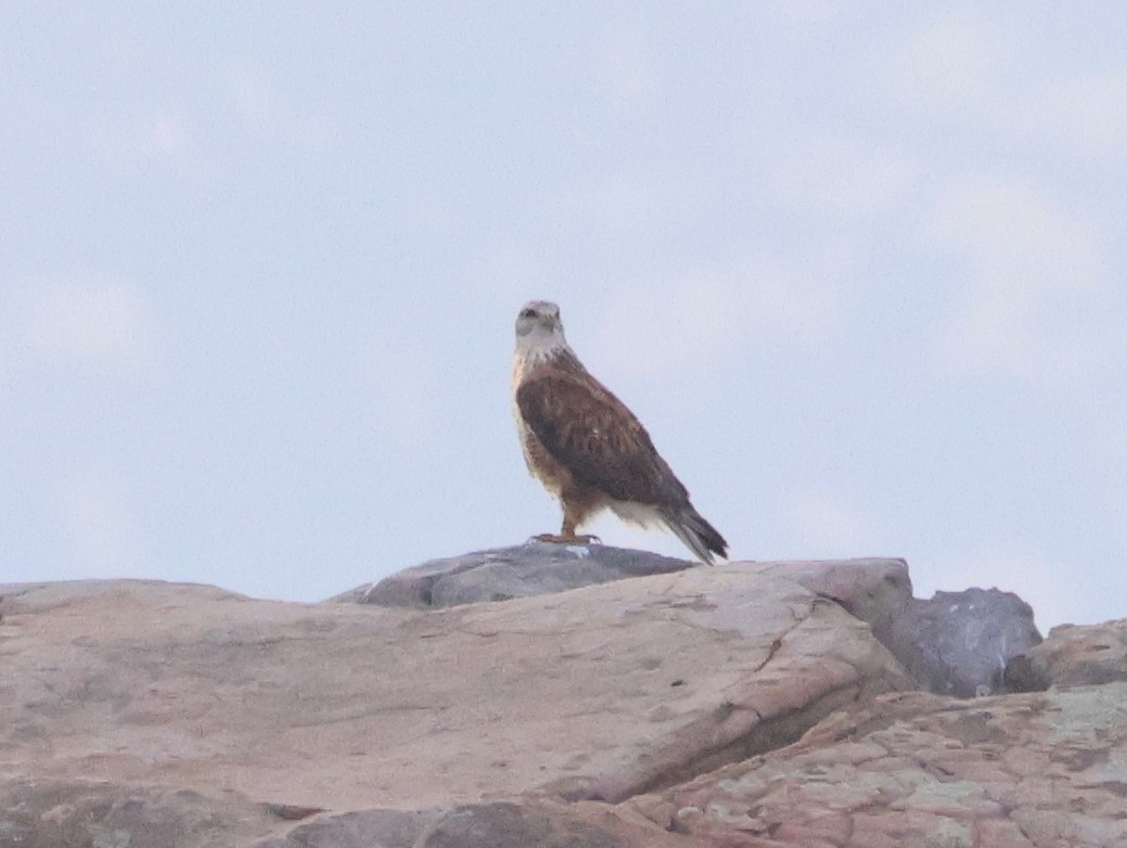 Ferruginous Hawk - ML643241757