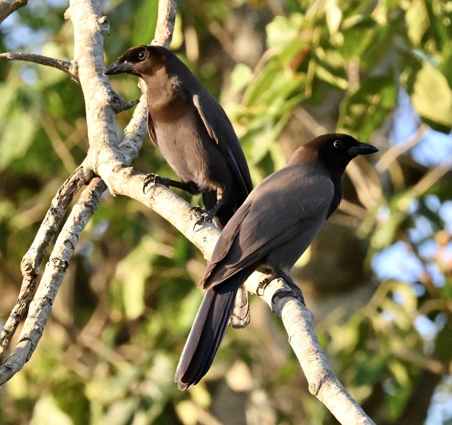 Purplish Jay - ML643241781