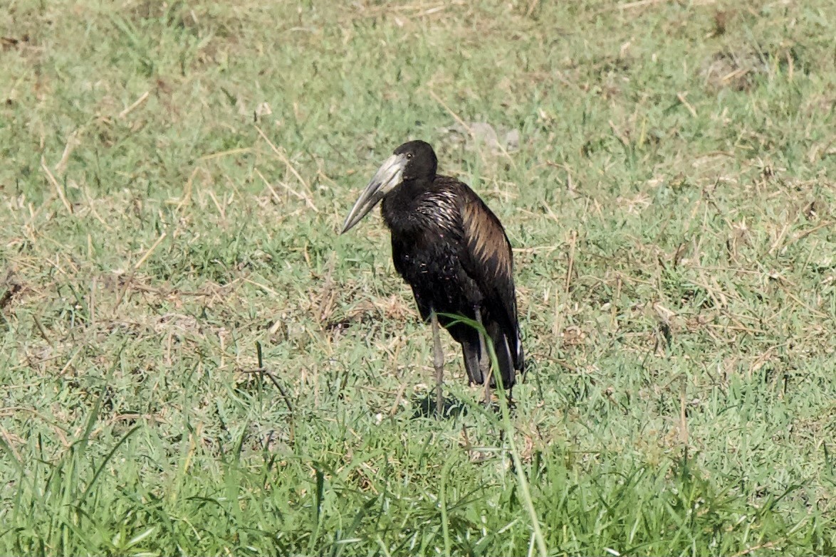African Openbill - ML643241798