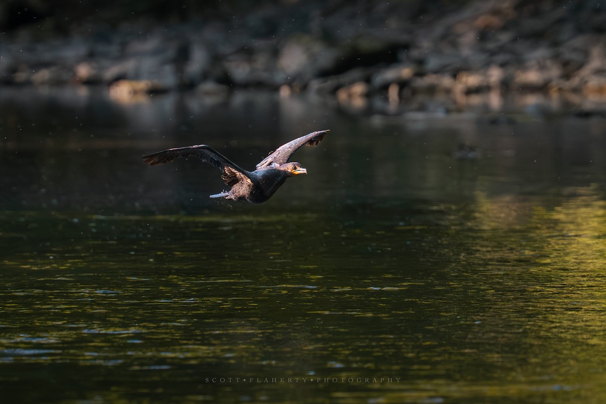 Cormoran à aigrettes - ML643241803