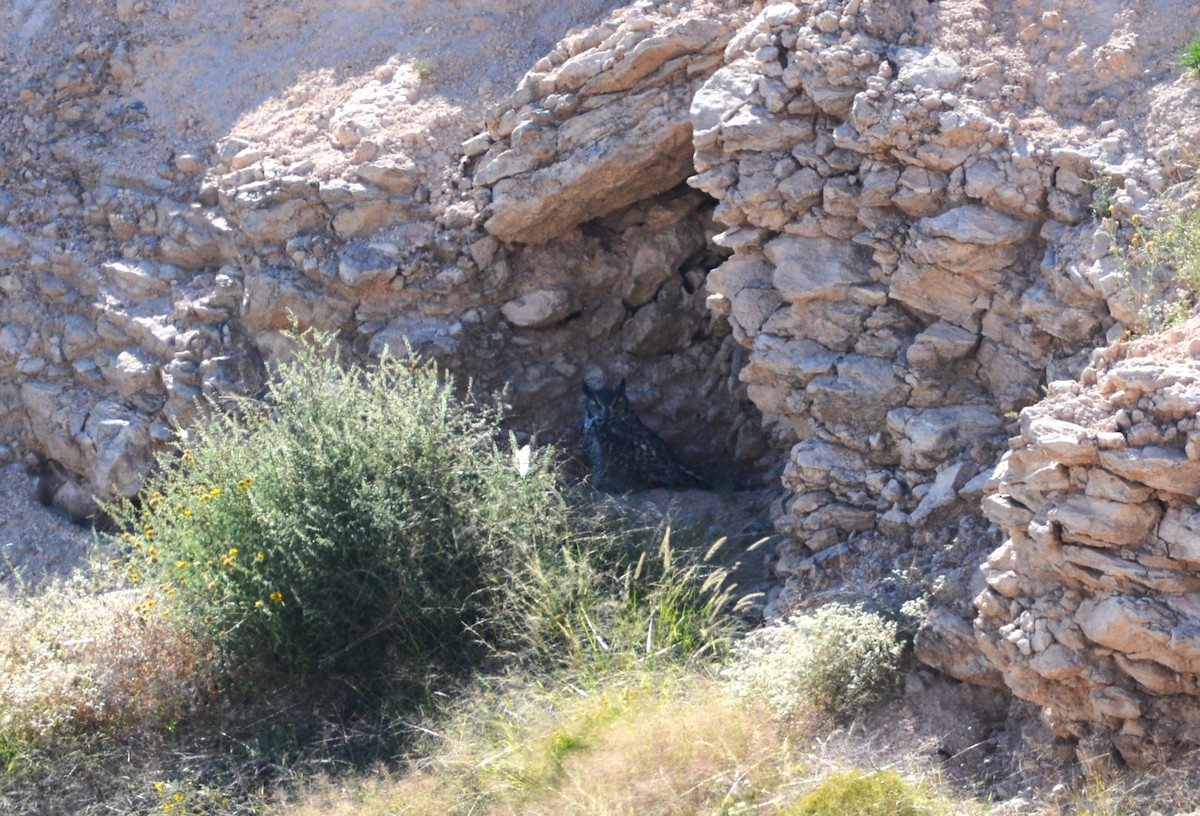 Great Horned Owl - ML643241808