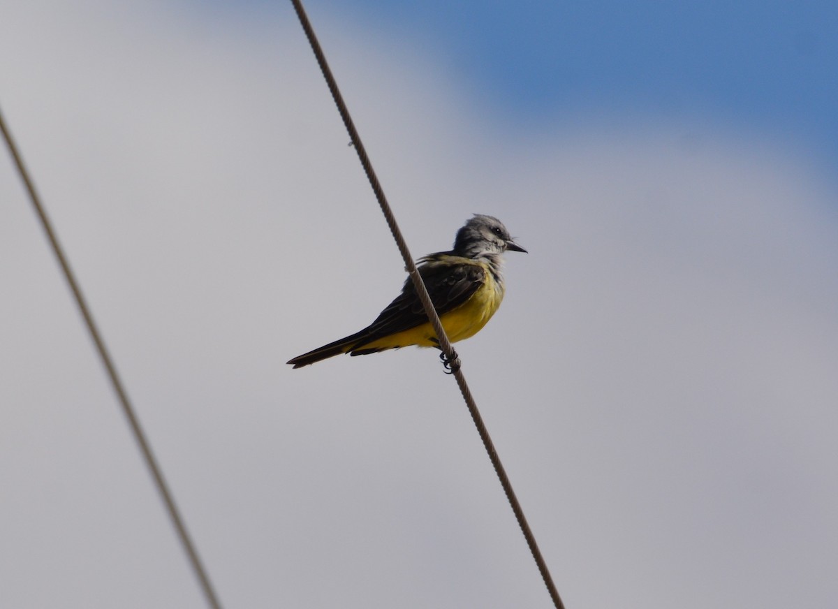 Western Kingbird - ML643241818