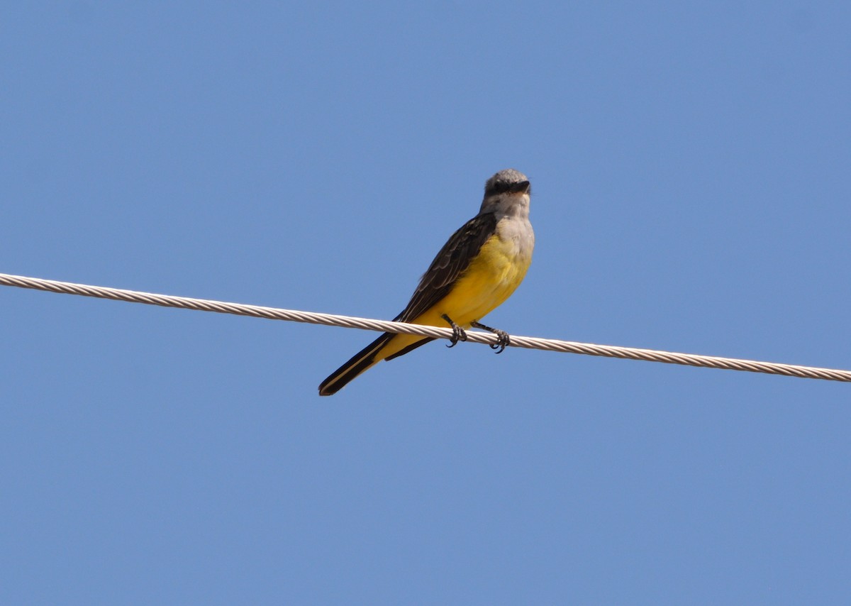 Western Kingbird - ML643241819