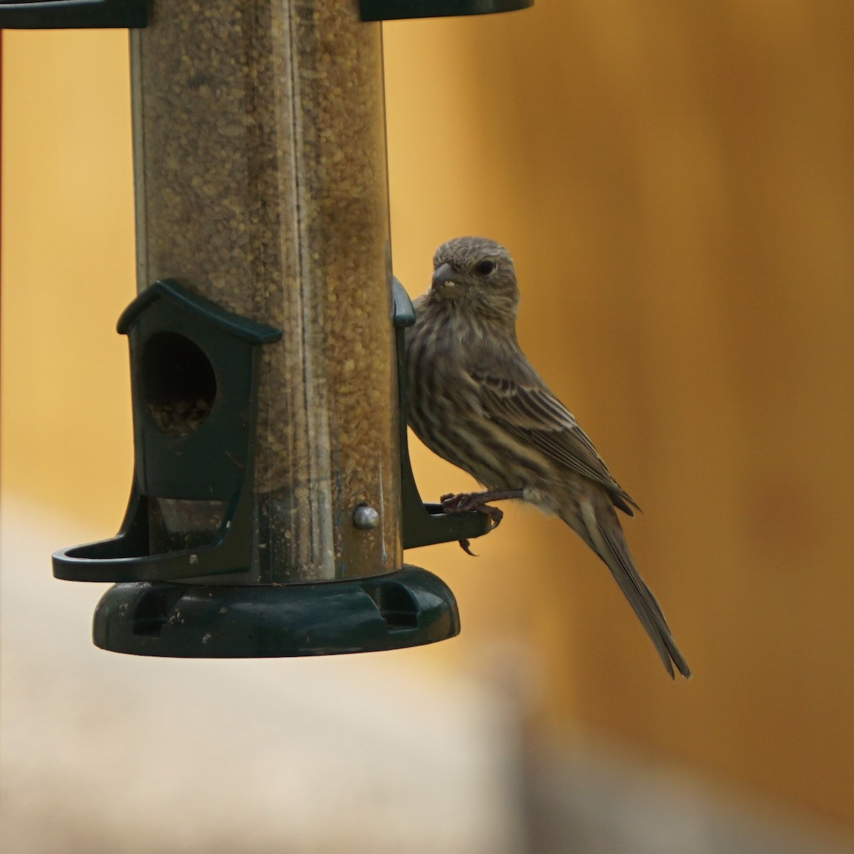 House Finch - ML643241826