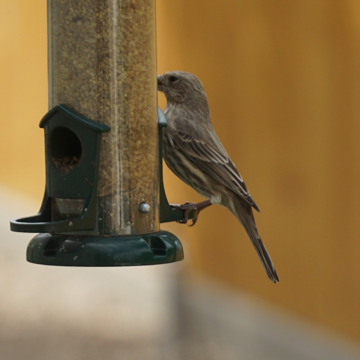 House Finch - ML643241827