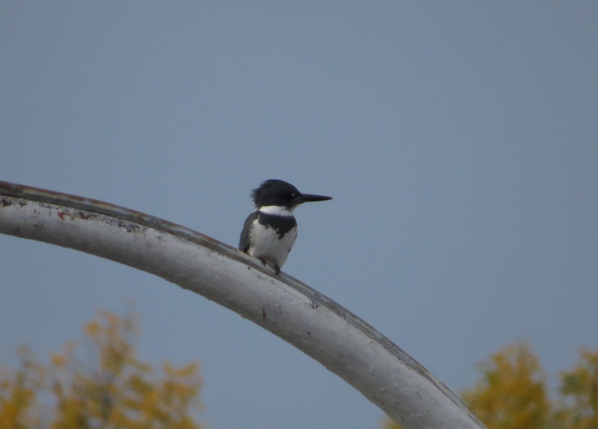 Belted Kingfisher - ML643241829