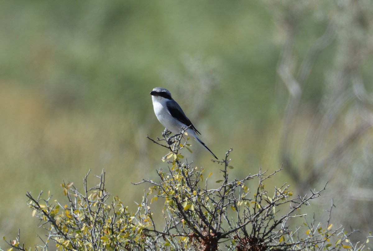 Loggerhead Shrike - ML643241841