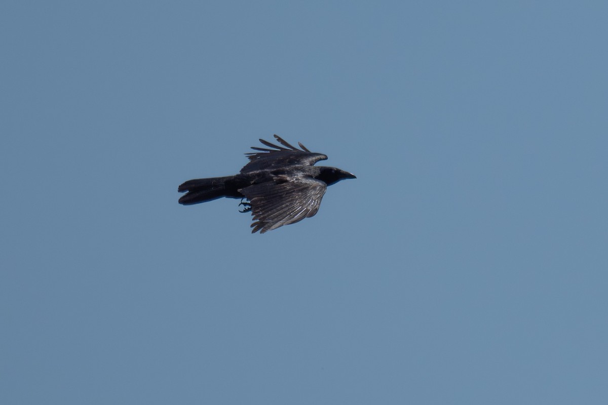 Fish Crow - ML643241849