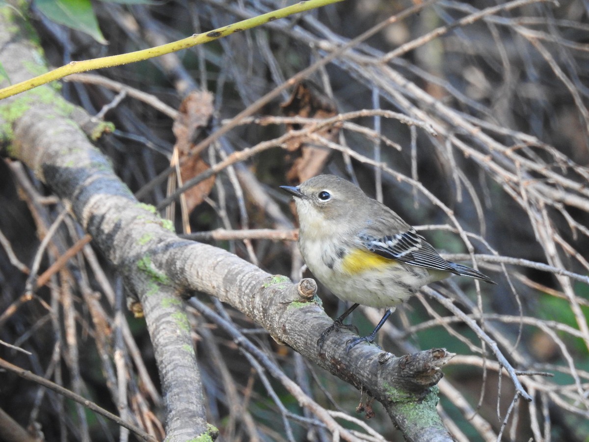 Paruline à croupion jaune - ML643241851