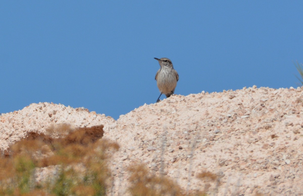 Rock Wren - ML643241865