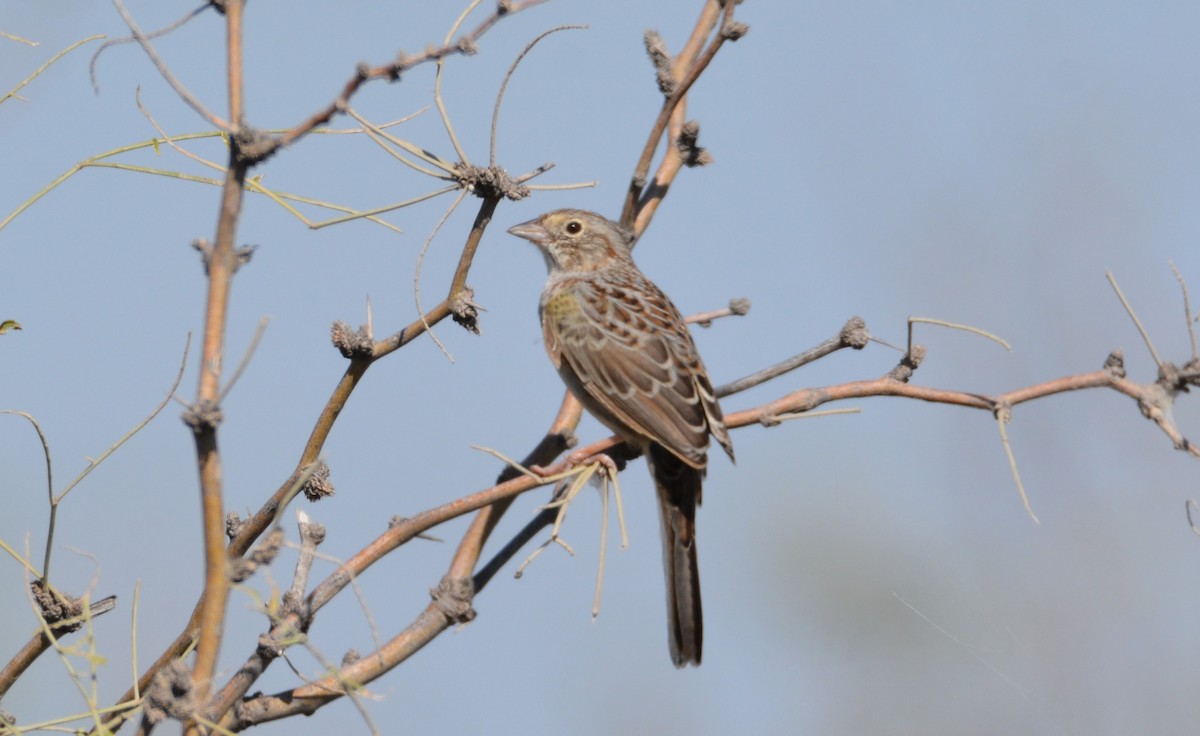 Cassin's Sparrow - ML643241876