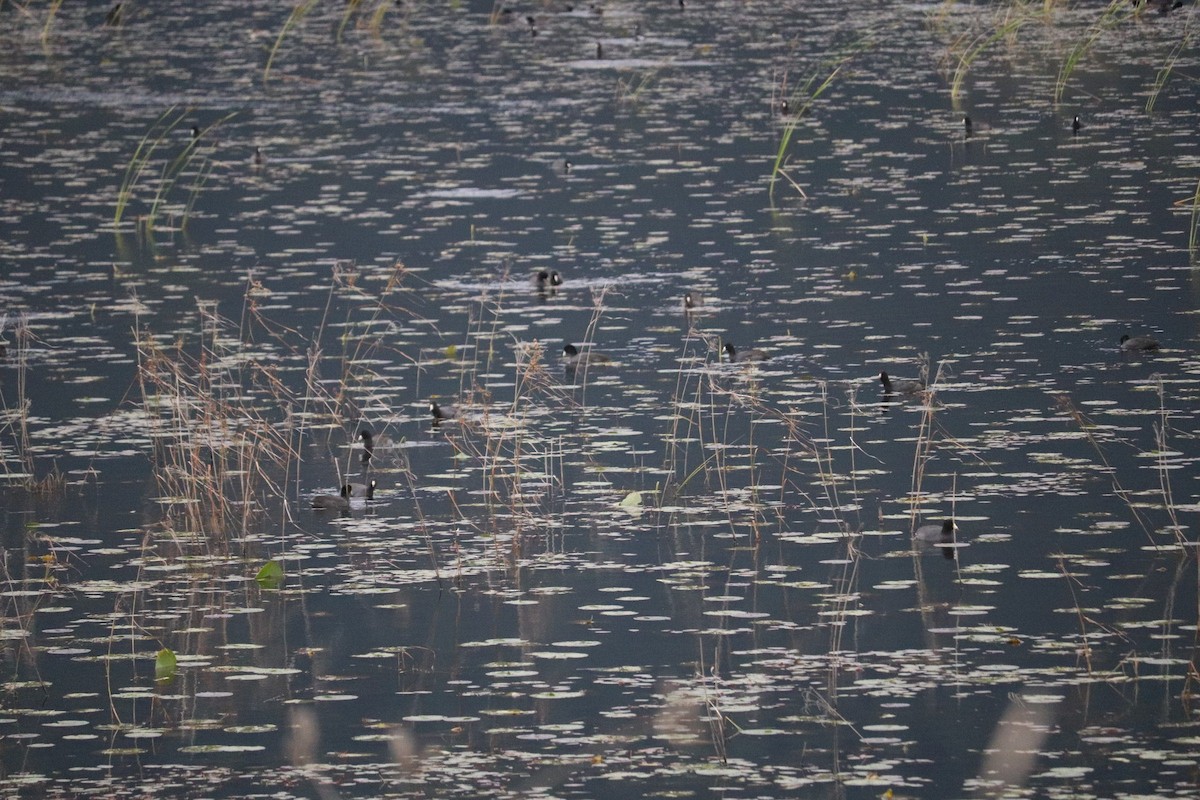 American Coot - ML643241886