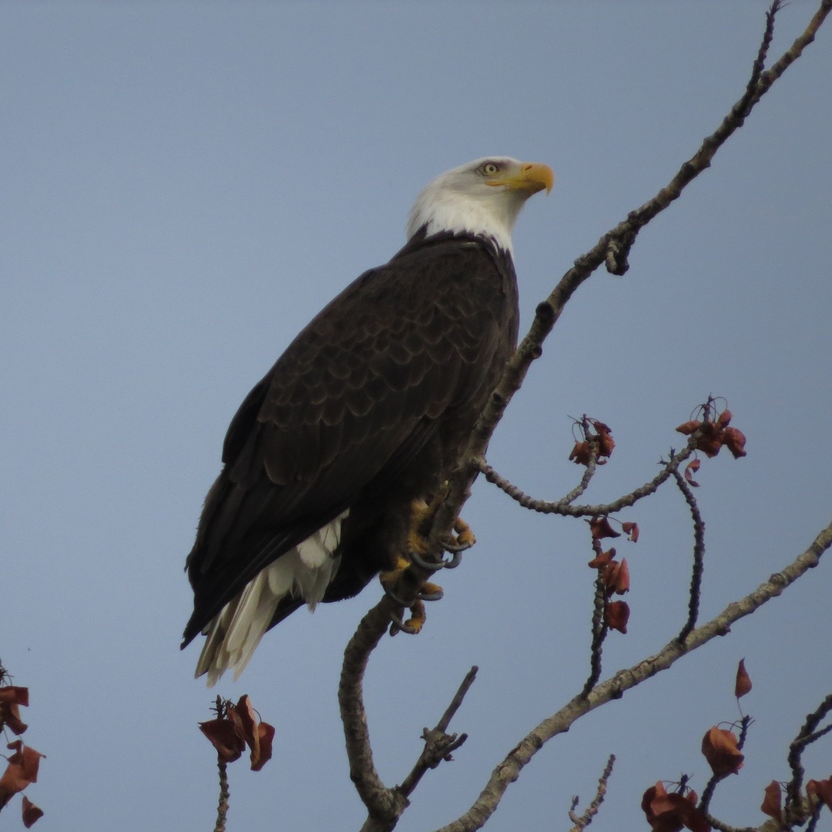 Bald Eagle - ML643241898