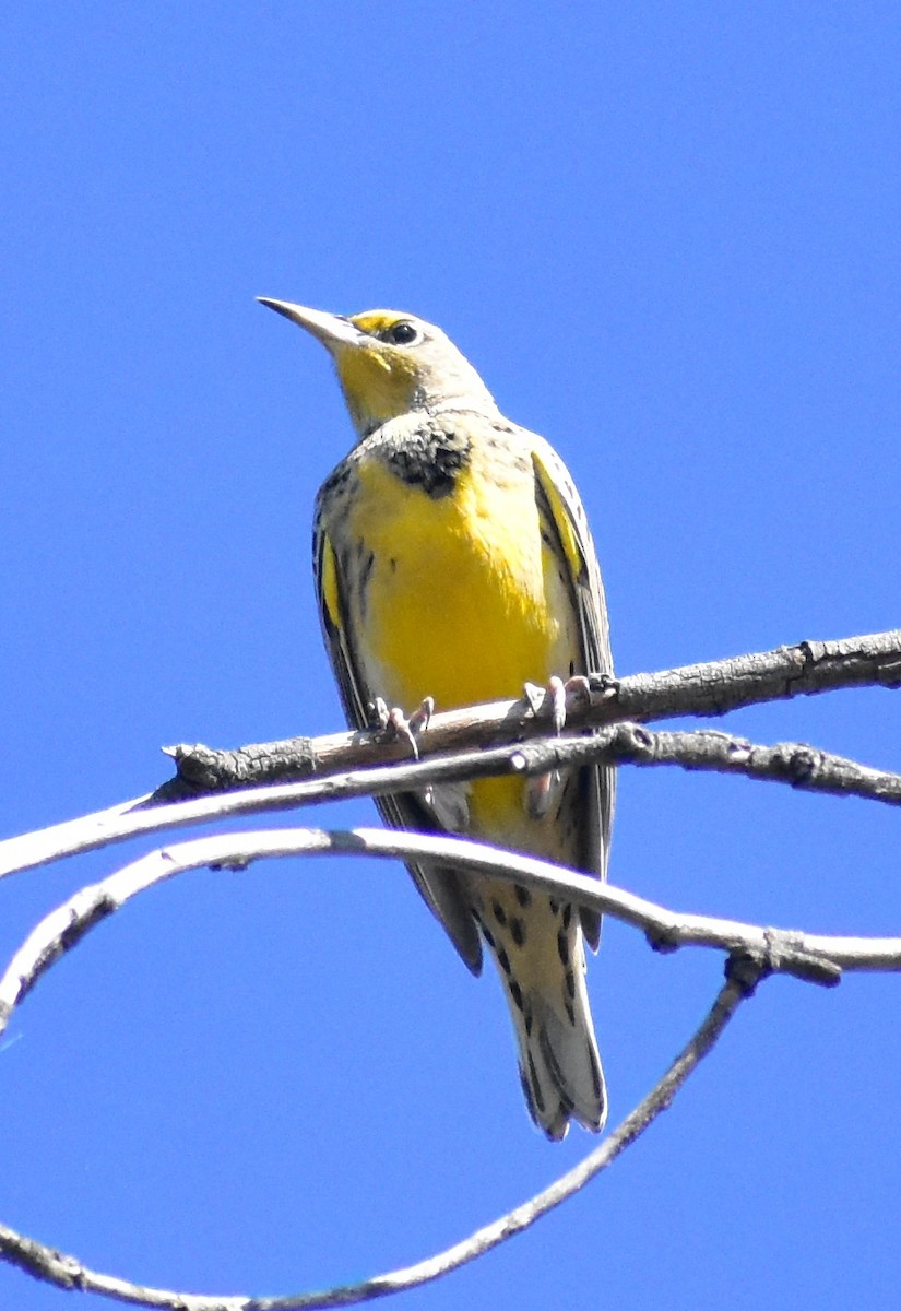Western Meadowlark - ML643241904