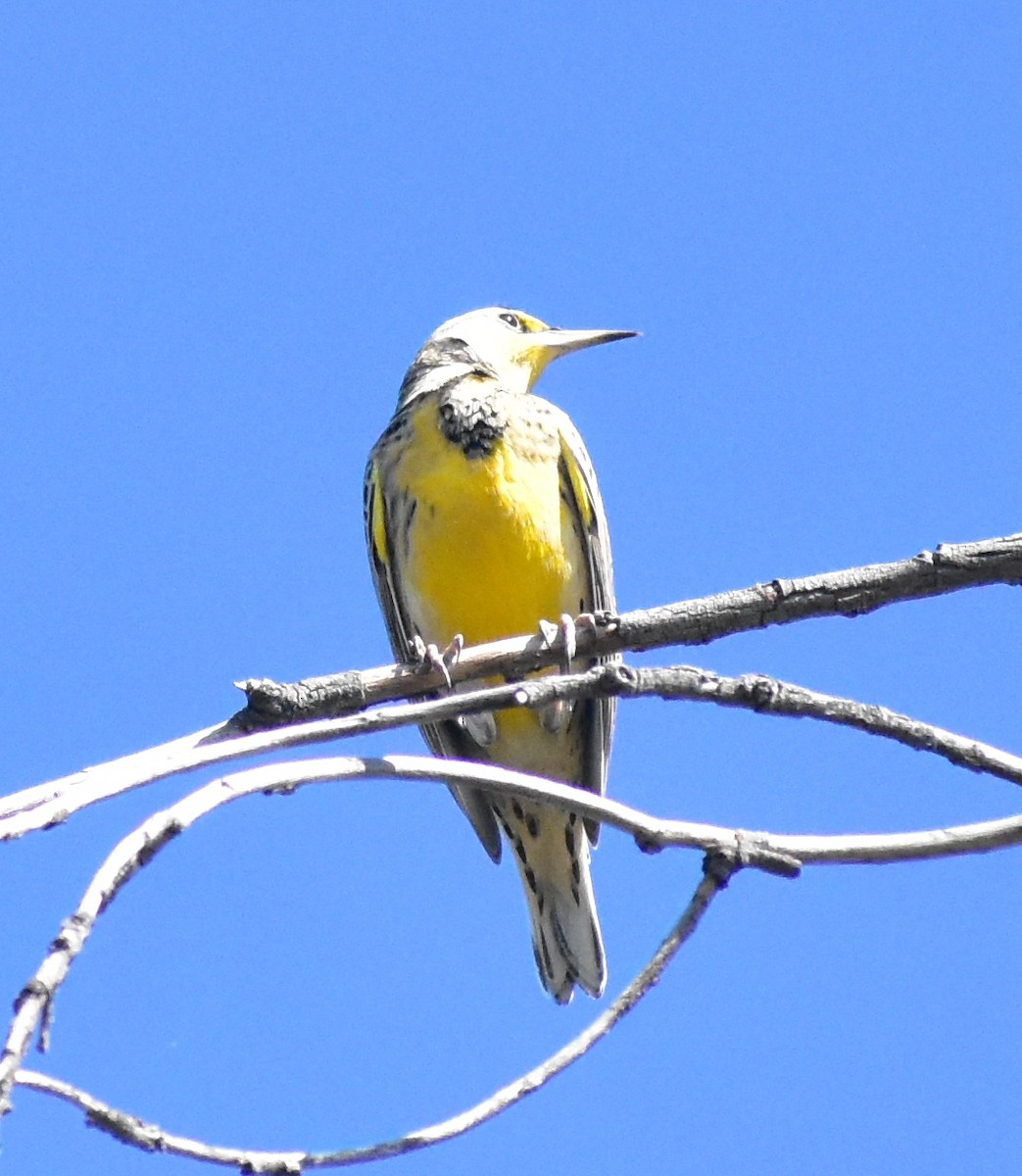 Western Meadowlark - ML643241909