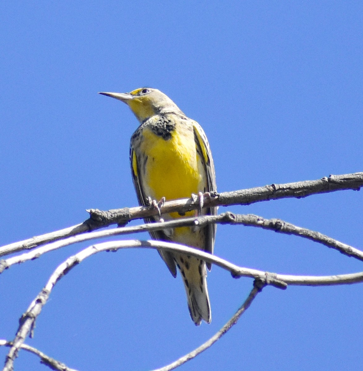 Western Meadowlark - ML643241916