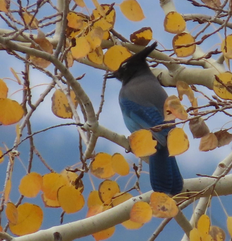 Steller's Jay (Southwest Interior) - ML643241920