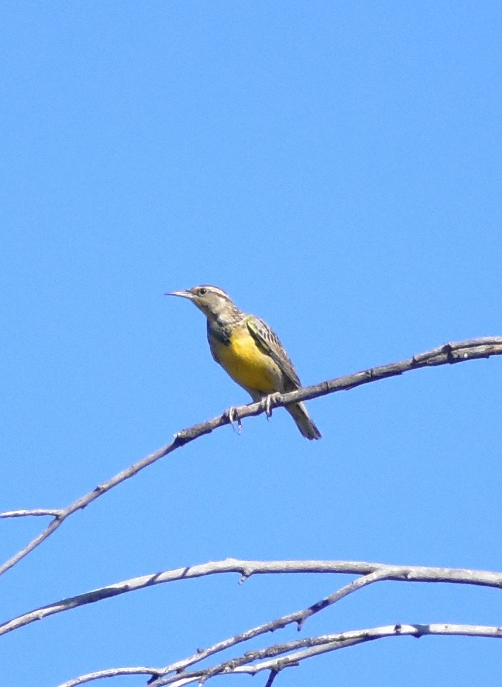 Western Meadowlark - ML643241925