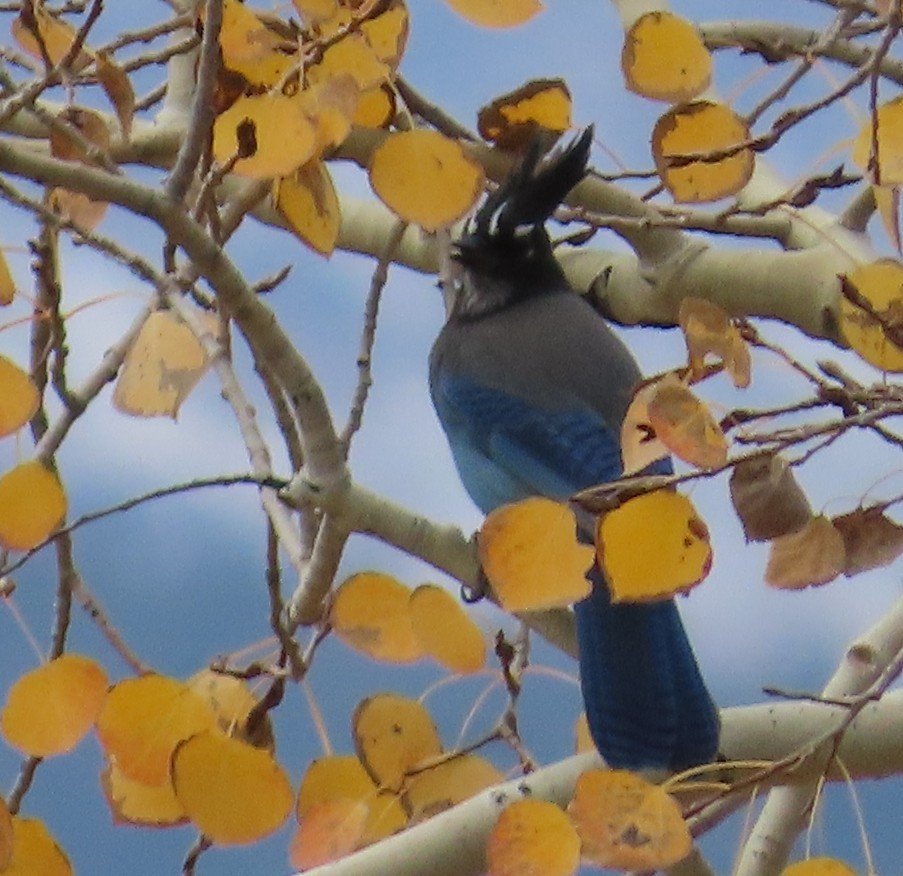 Steller's Jay (Southwest Interior) - ML643241930