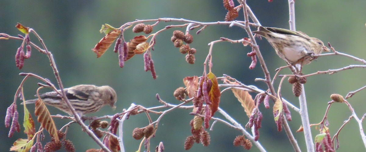 Pine Siskin - ML643241942