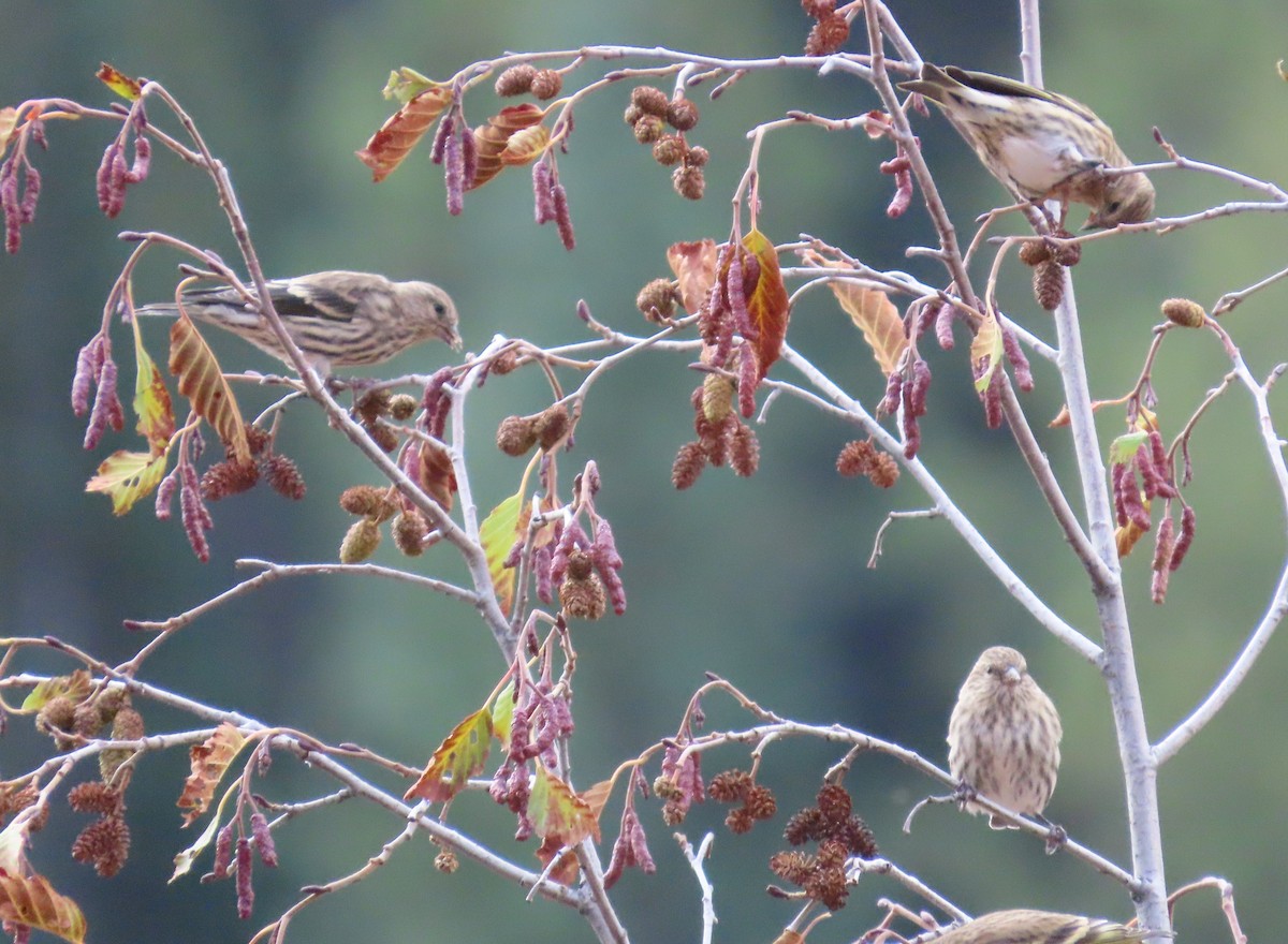 Pine Siskin - ML643241948